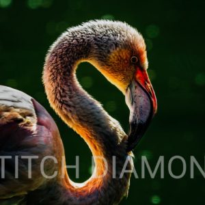 Flamingos Collection 3