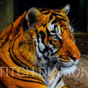 Tigers Collection 12