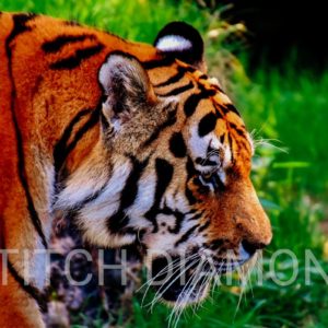 Tigers Collection 8